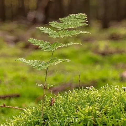 NicoleStoltz Naturfotografie