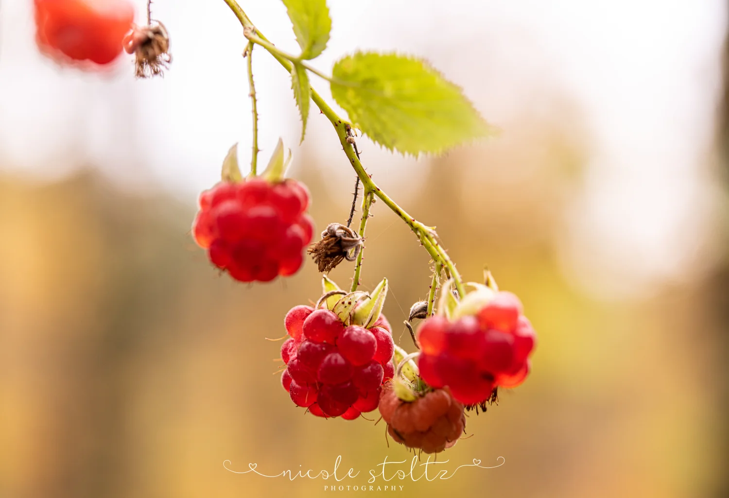 NicoleStoltz Naturfotografie